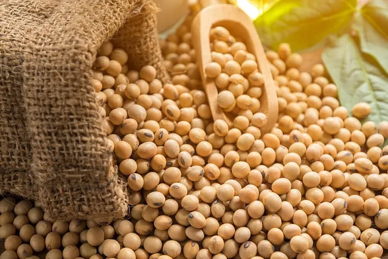 Soybeans spilling from a burlap sack