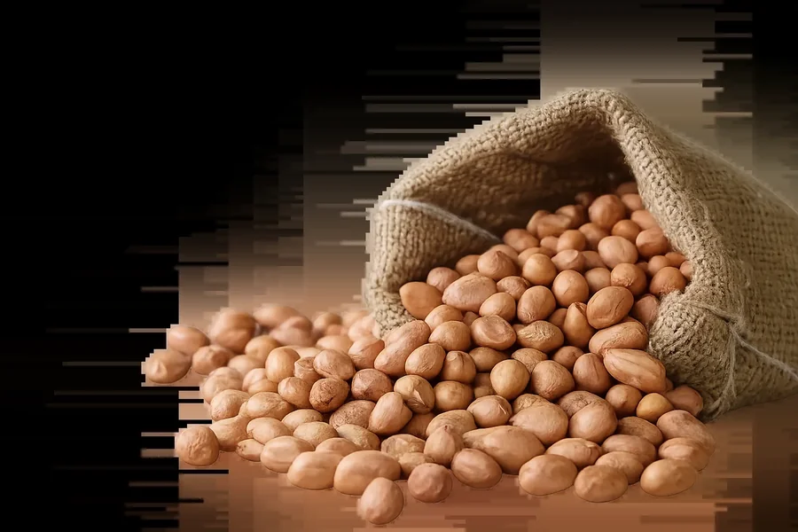 Shelled groundnuts spilling from a burlap sack