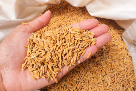 Sack of rice grain beside rice stalks
